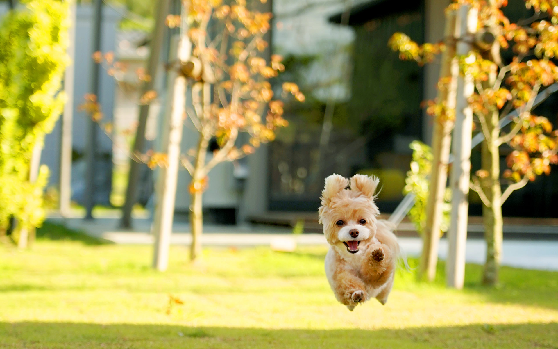 Exclusive Dog-Friendly Villa